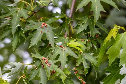 Maple tree leaves covered with red insect galls Stock Photos