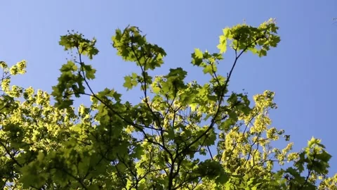 Maple tree leaves. Details. Video stock 131090238