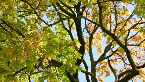 Maple tree leaves fluttering in autumn canopy against sky Stock Footage 331241228