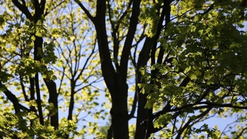 Maple tree leaves Video stock 131090190