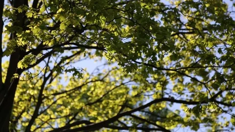 Maple tree leaves Video stock 131090205