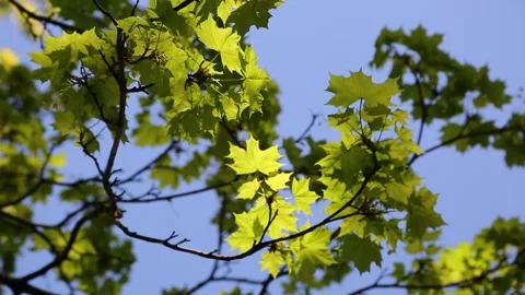Maple tree leaves Video stock 131090246