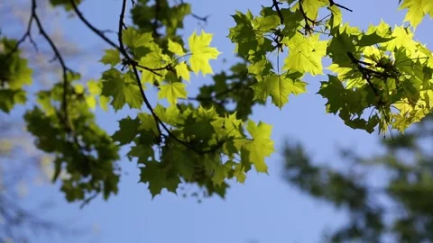 Maple tree leaves Video stock 131090251