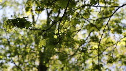 Maple tree leaves Video stock 131090269