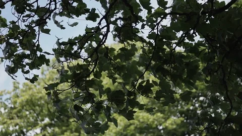Maple tree leaves gently blowing in the breeze in summer Stock Footage 102569663