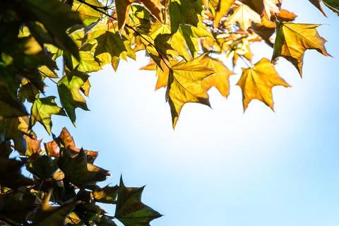 Maple tree leaves with green and yellow tones in sunlight Stock Photos