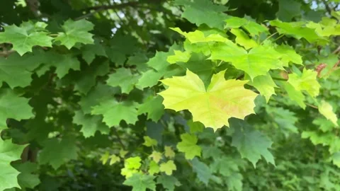 Maple Tree Leaves in Summer Natural Background Stock Footage 311144825