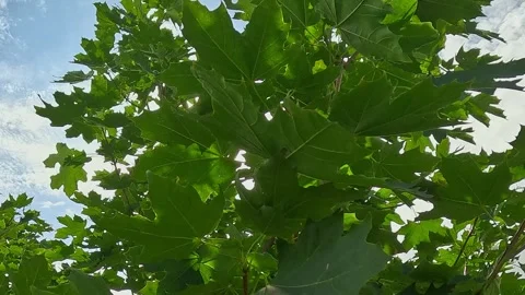 Maple tree leaves with sun shining through Video stock 318150648
