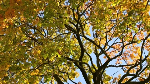Maple tree leaves swaying in autumn park canopy against sky Stock Footage 331241262
