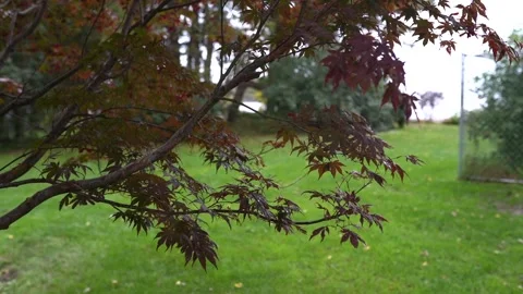 Maple Tree Leaves Swaying in Gentle Breeze. Stock-Footage 313318523