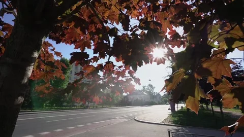 Maple tree leaves sways with wind and sunlight through foliage at street Stock Footage 161128179