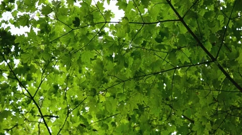 Maple Tree Leaves, Tracking Shot, Full-HD Stock Footage 40705911