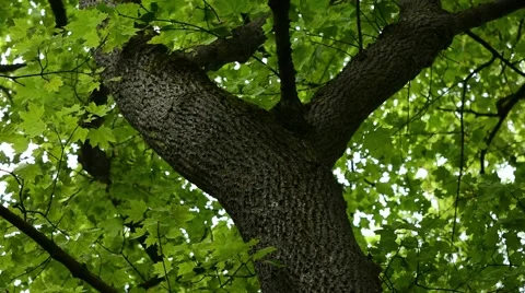Maple Tree Leaves, Tracking Shot, Full-HD Stock Footage 40711729