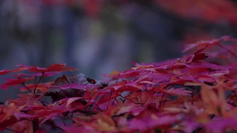 Maple tree leaves turned orange and red Stock Footage 152973557