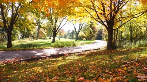 Maple Tree lined Landscape with Path In Autumn Stock Footage 97478929