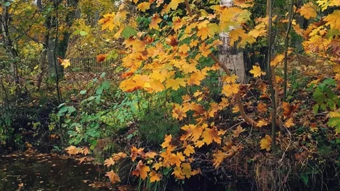 Maple tree with lush fall leaves on forest pond shore 4K Stock Footage 345617526