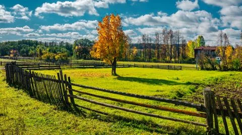 Maple tree at the meadow lit with sunlight, Russia Mari El Stock Photos