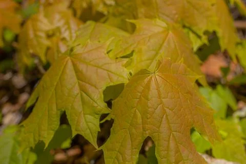 A maple tree with new leaves, a walking trail in the Latvian national forest. Stock Photos