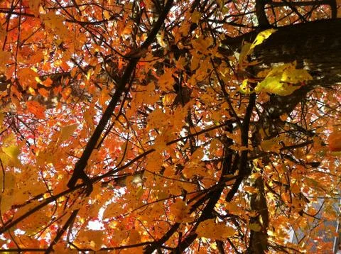 Maple Tree in November Stock Photos