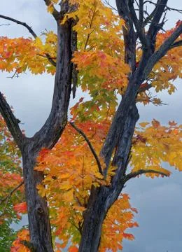 Maple tree in October Stock Photos