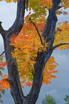 Maple tree in October Stock-Fotos
