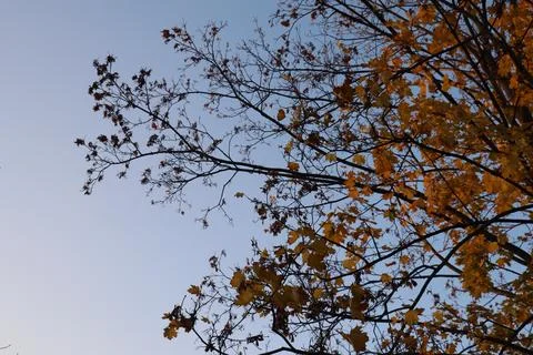 Maple tree with orange foliage in late afternoon sun shot from trunk up Stock Photos