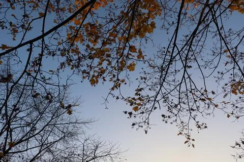 Maple tree with orange foliage in late afternoon sun shot from trunk up Stock Photos