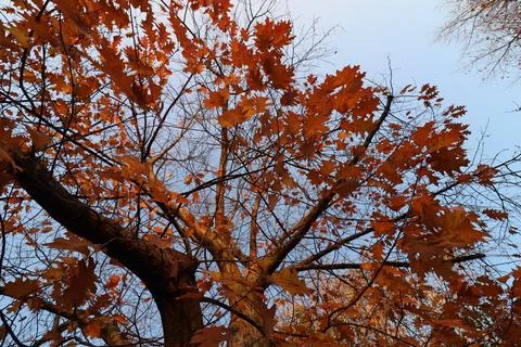 Maple tree with orange foliage in late afternoon sun shot from trunk up Stock Photos
