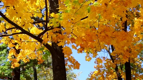 Maple tree with orange leaves at autumn Stock Footage 138083525