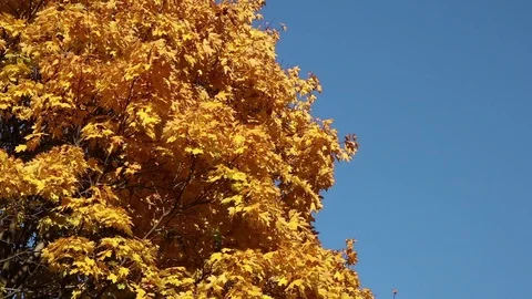 Maple tree over blue sky Stock Footage 102807108