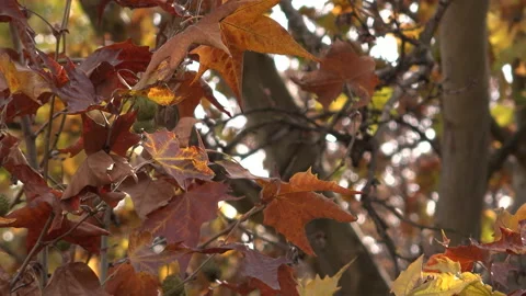 Maple tree park in autumn Vídeos de archivo 165064967