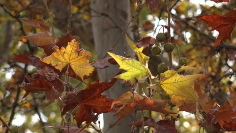 Maple tree park in autumn Vídeos de archivo 165065699