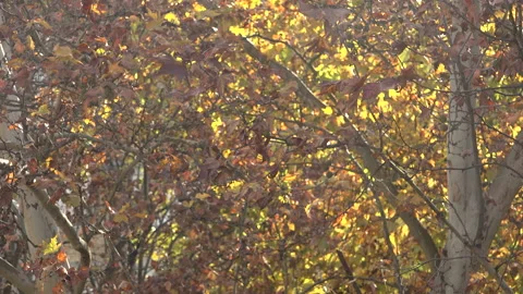 Maple tree park in autumn 스톡 동영상 165067907