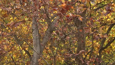 Maple tree park in autumn Vídeos de archivo 165067954