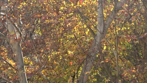 Maple tree park in autumn Video stock 165067993