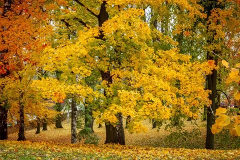 Maple tree in park in autumn Stock Photos