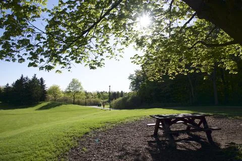 A maple tree in the park with the park bench Stock Photos