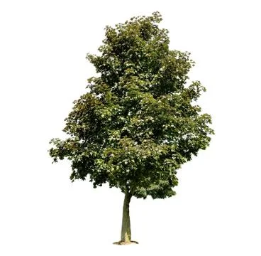 Maple tree Stock Photos