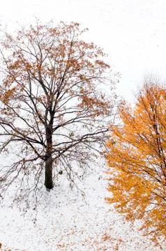 Maple tree Stock Photos