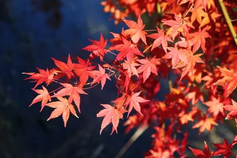 Maple tree Stock Photos