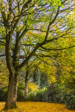 Maple tree Stock Photos