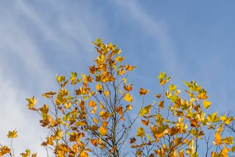Maple tree Stock Photos