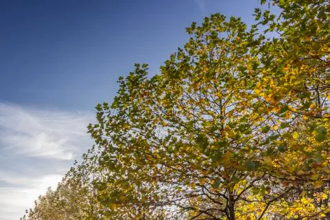 Maple tree Stock Photos