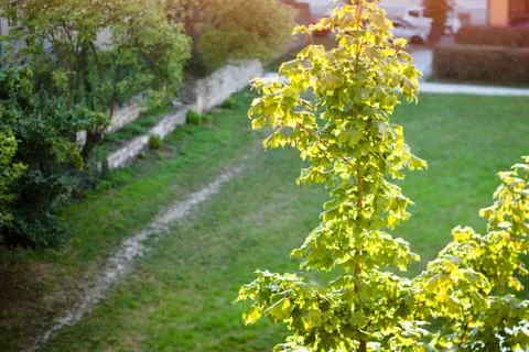 Maple tree Stock Photos