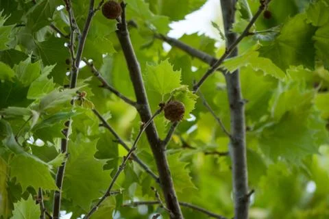 Maple tree Stock Photos