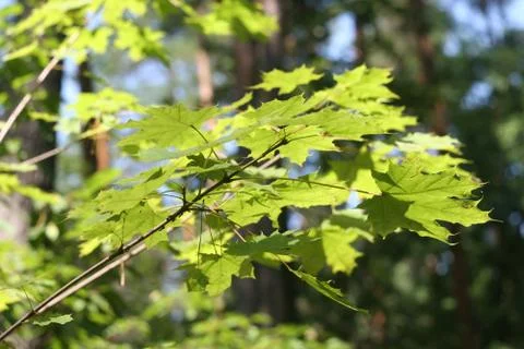 Maple Tree Stock-Fotos