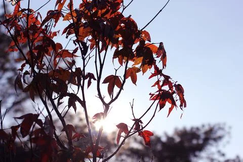 Maple tree Stock Photos