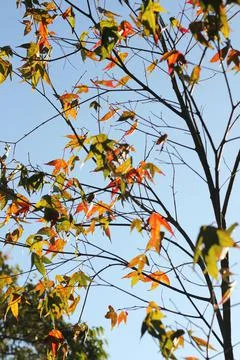 Maple tree Stock Photos