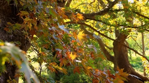 Maple tree. Pretty branches Stock Footage 125726623