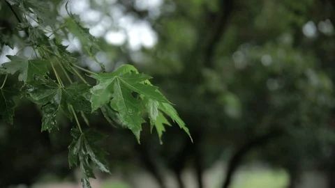 Maple Tree on a Rainy Day Video stock 91920705